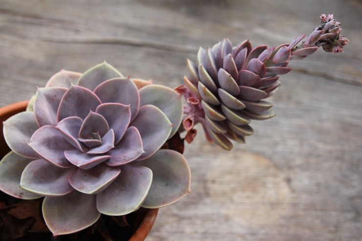 تشذيب Echeveria