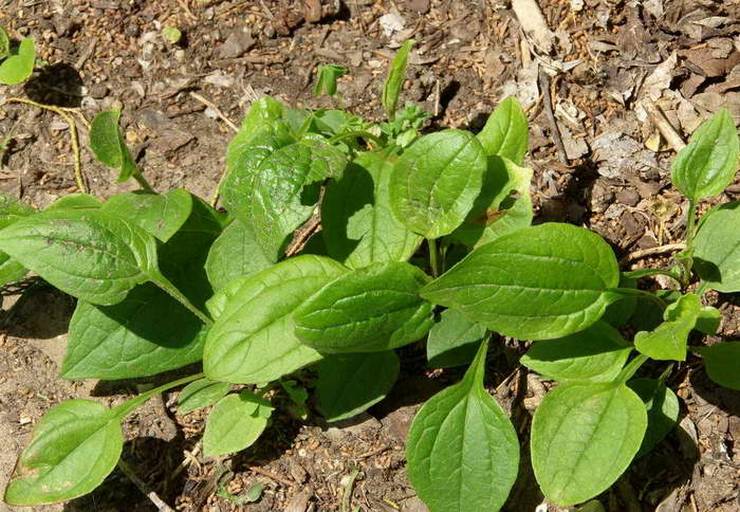 Plantning af echinacea