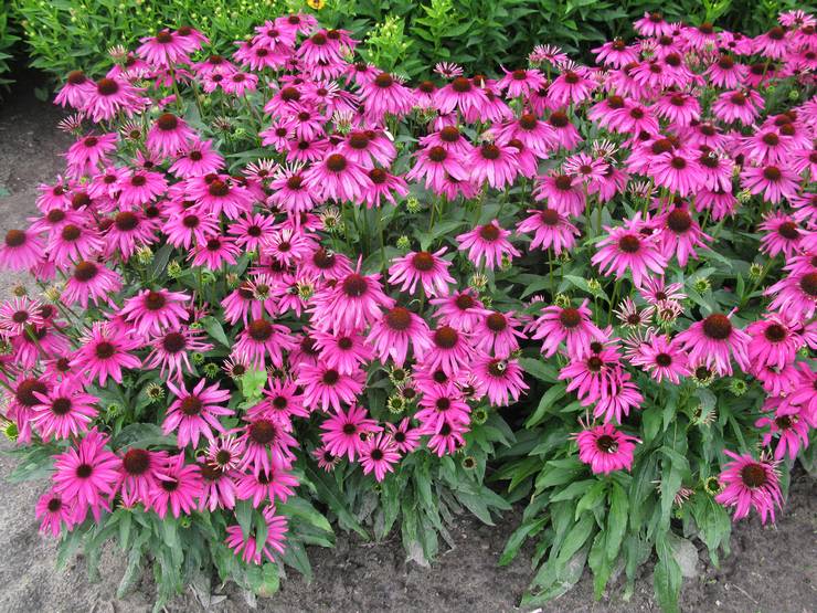 Εξωτερική Φροντίδα Echinacea