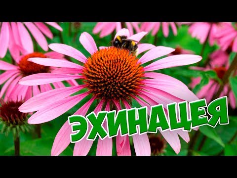 Echinacea �� Sådan vokser du på stedet �� Fordelene ved echinacea