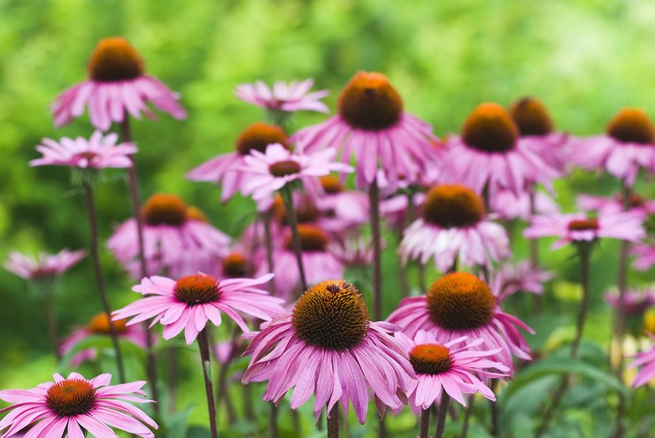 Echinacea blomst - plantning og pleje i det åbne felt. Voksende echinacea fra frø, formeringsmetoder. Beskrivelse, typer. Foto