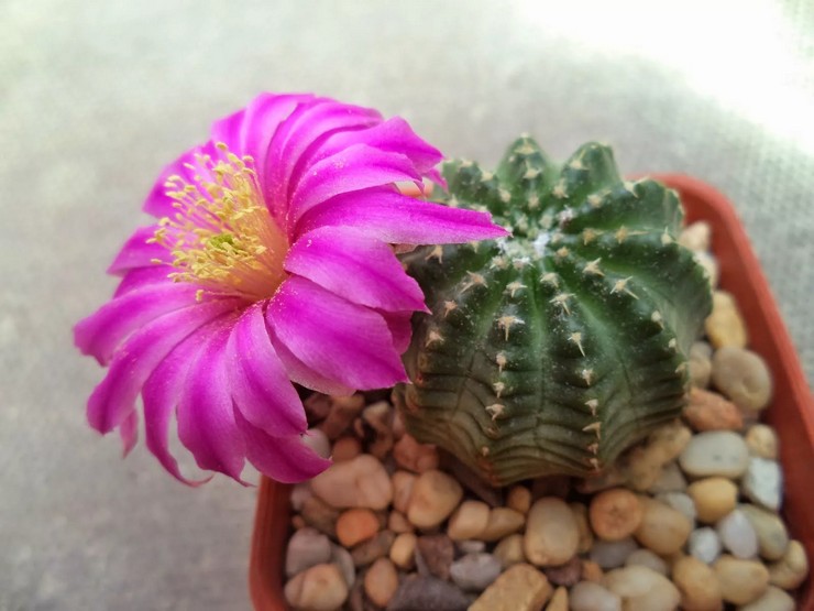 Echinocereus pleje derhjemme