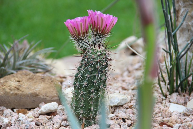 Echinocereus kaktus