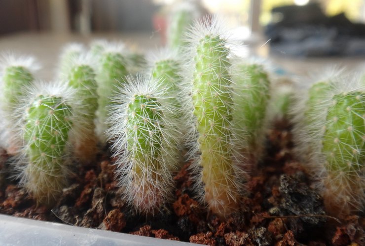 Echinocereus avlsmetoder