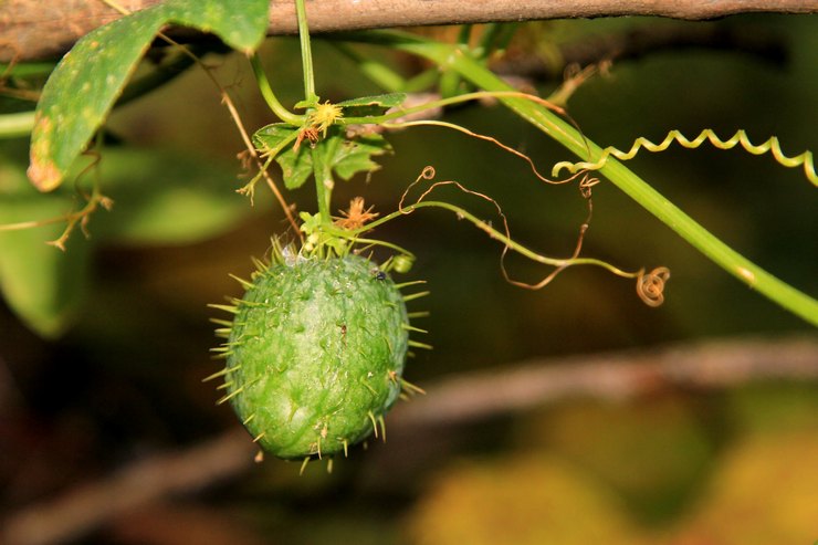 Beskrivelse af planten echinocystis