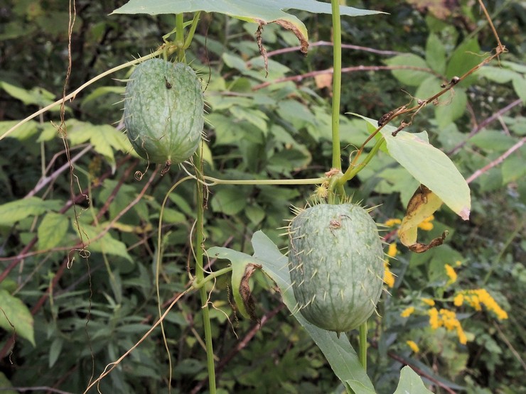 Plantning af echinocystis