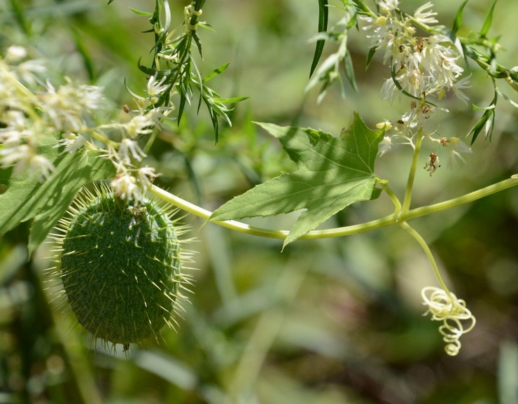 Echinocystis pleje