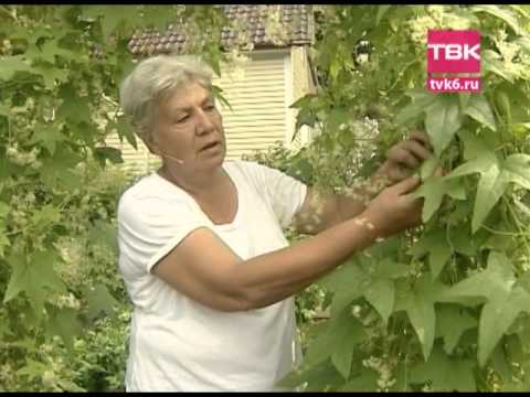 نصيحة من العمة تانيا. خيار مجنون.