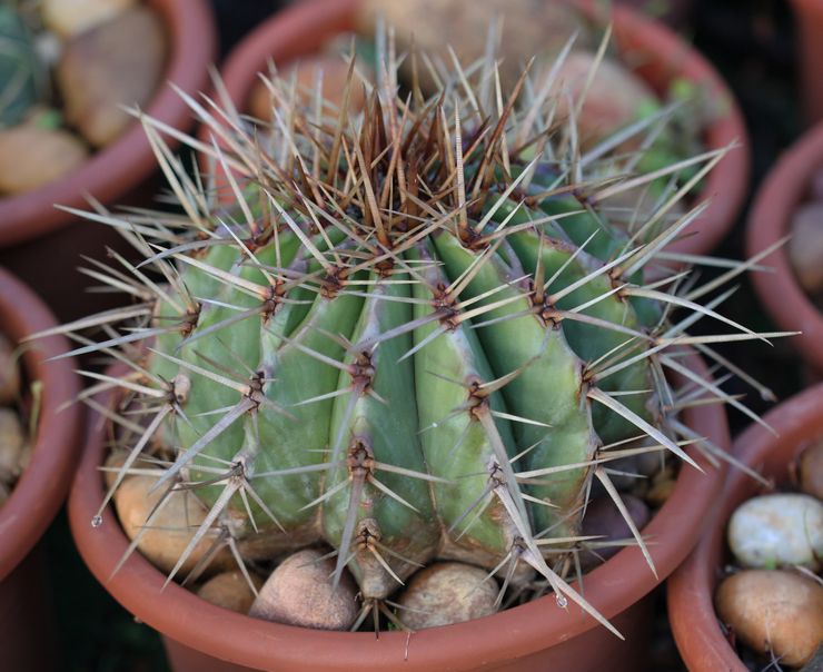 Echinocactus sygdomme