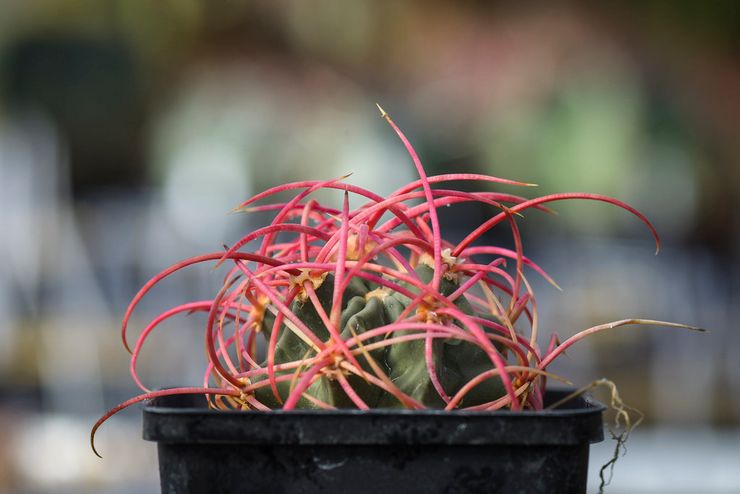 Echinocactus skadedyr