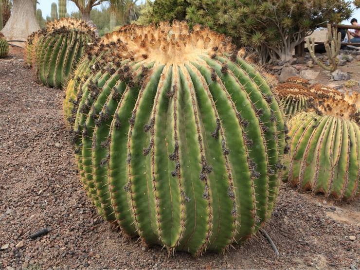 Echinocactus fladtorn