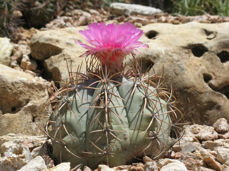 Echinocactus vandret