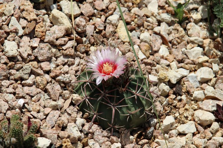 Echinocactus texas