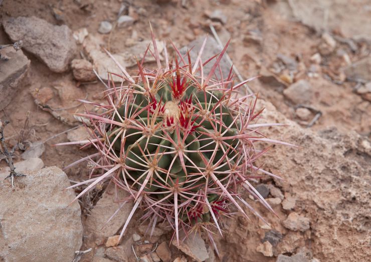 Echinocactus flerhovedet