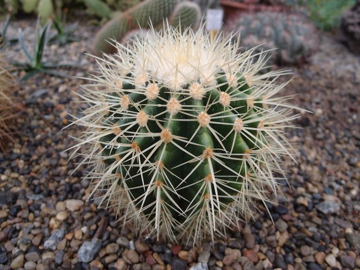 Beskrivelse af echinocactus