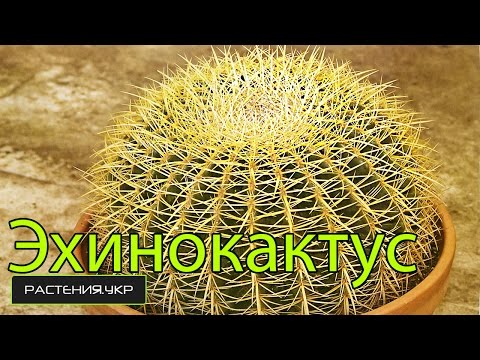 Echinocactus gruzoni / Cactus pleje