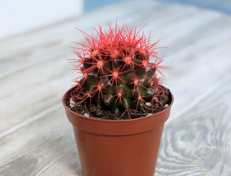 Echinocactus pleje derhjemme