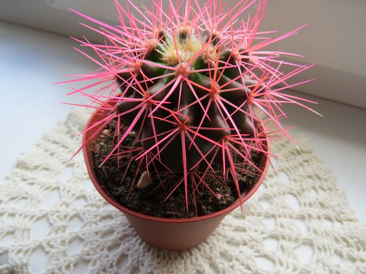 Fugtighedsniveau for echinocactus