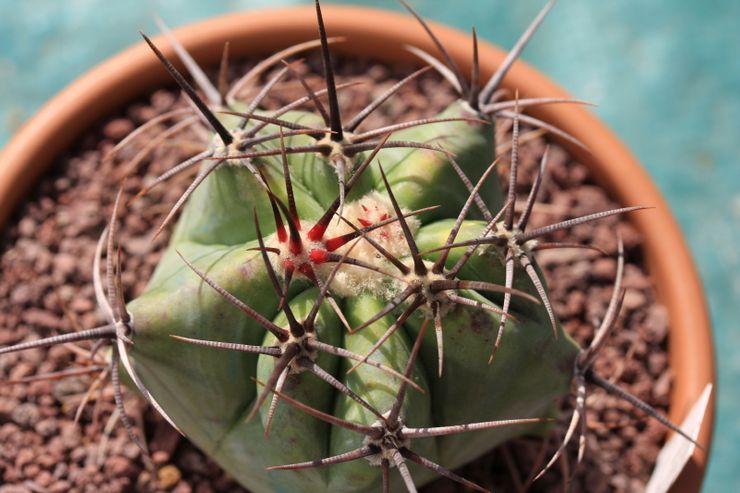 Jord til dyrkning af echinocactus