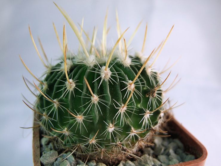 Echinocactus plante