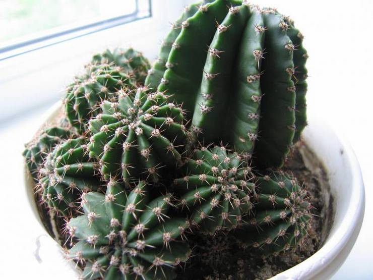 قسم الأطفال Echinopsis