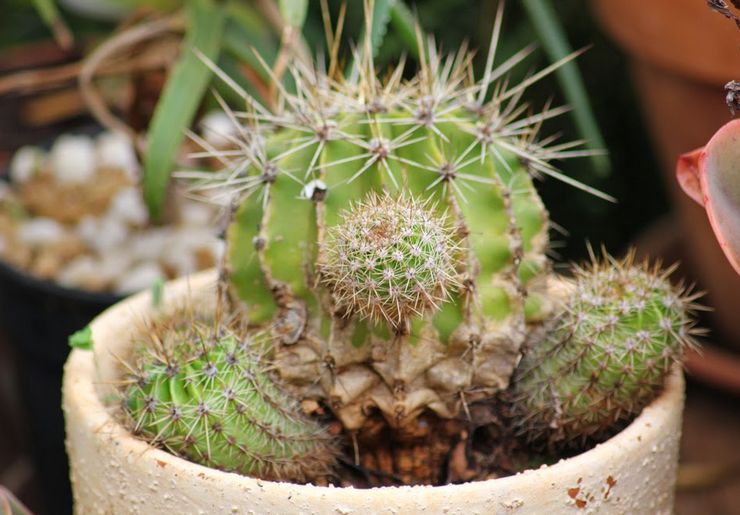 Echinopsis skadedyr og sygdomme