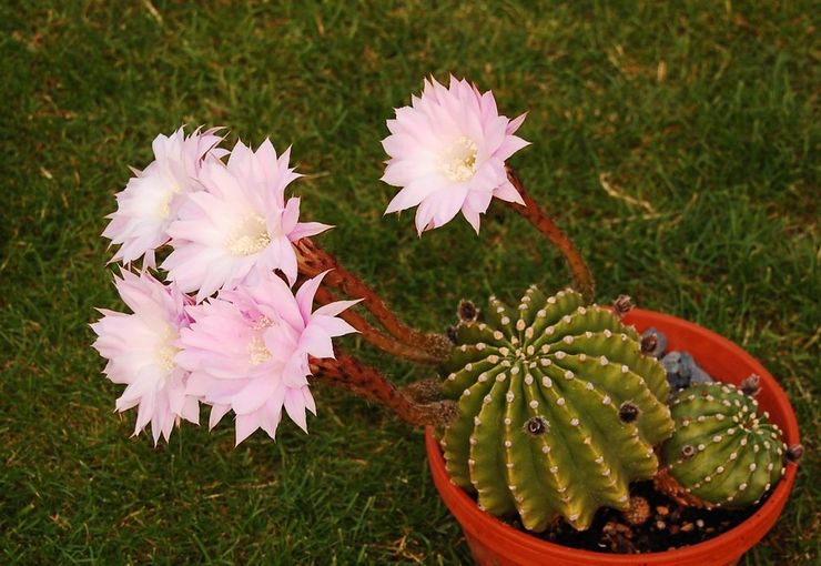 Echinopsis skarpkantet