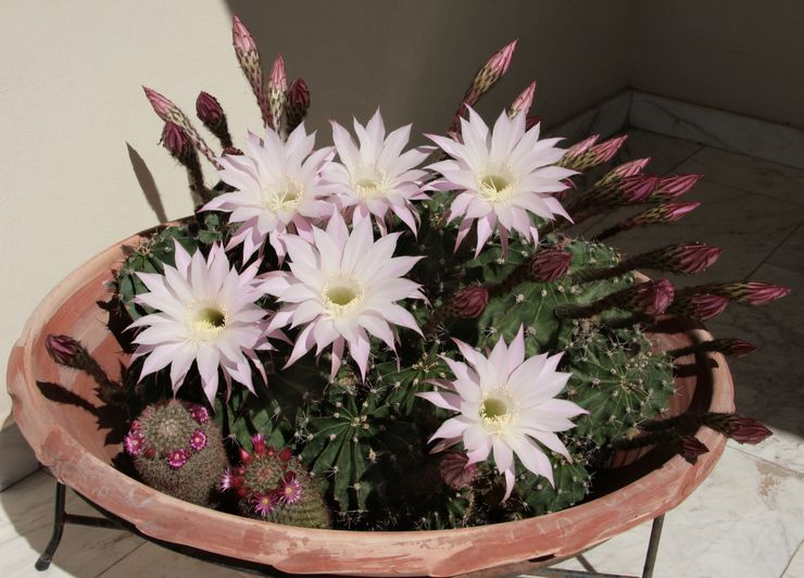 Echinopsis rørfarvet