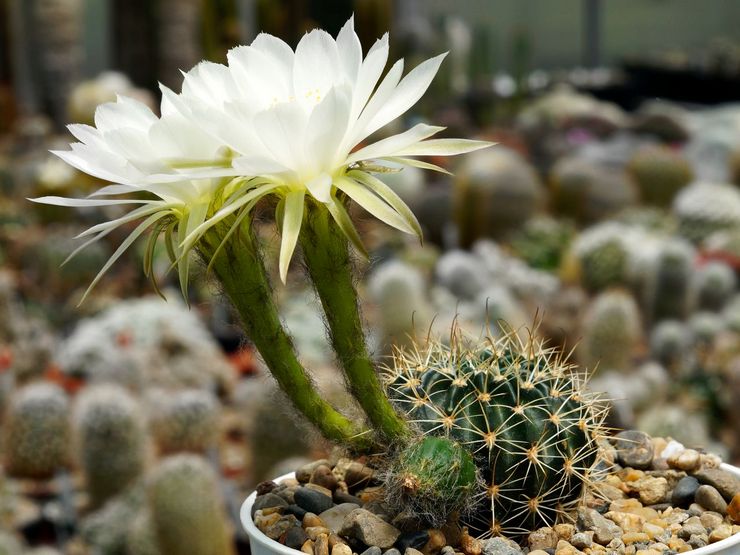 Echinopsis hook-nosed