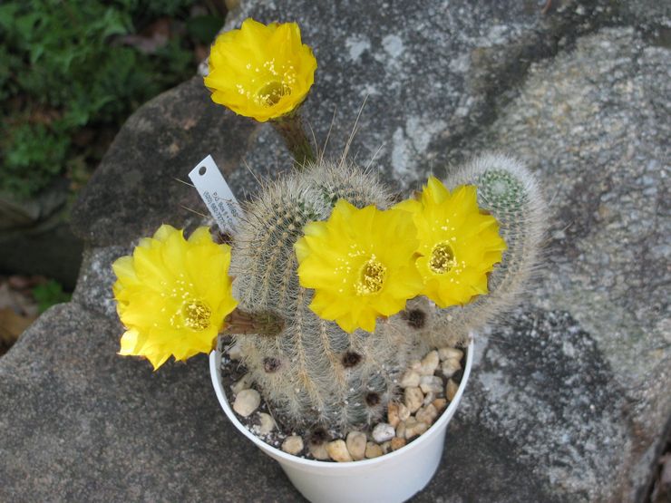 Echinopsis gylden