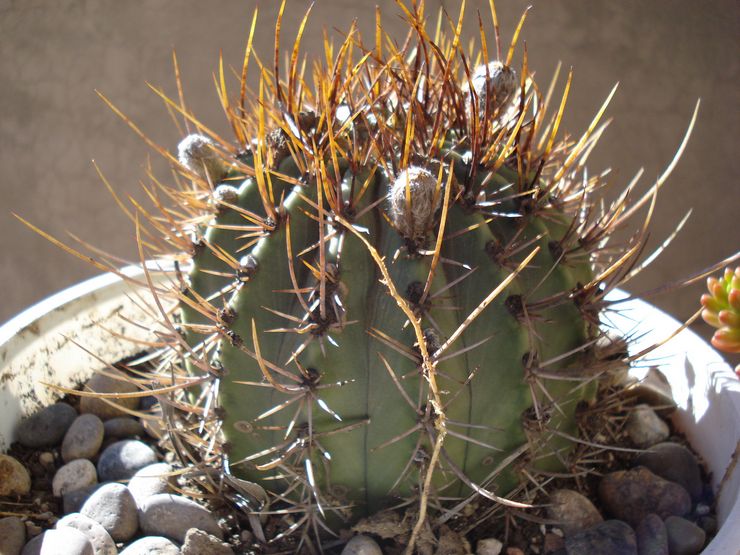 Echinopsis hvidblomstret