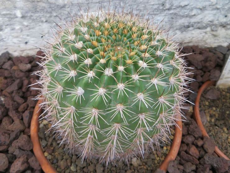 Echinopsis mamillose