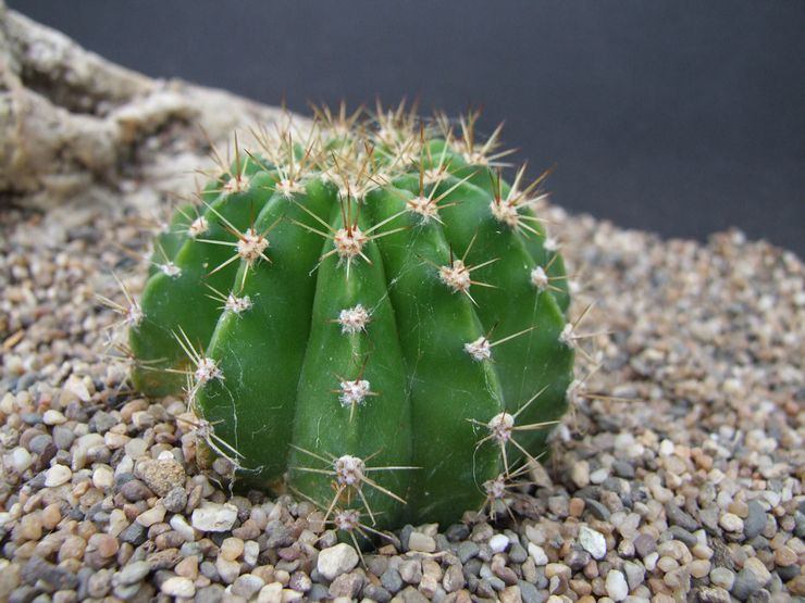 Beskrivelse af echinopsis