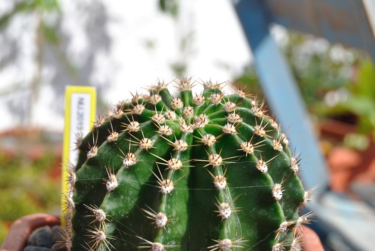 Echinopsis الانقسام المتعدد