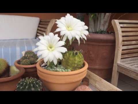 Echinopsis subdenudatus. رعاية الصبار Echinopsis.