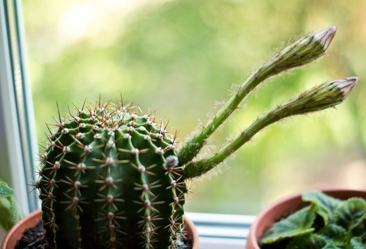 Echinopsis plejer derhjemme