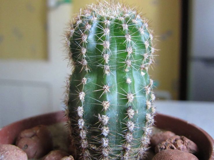 Cactus echinopsis