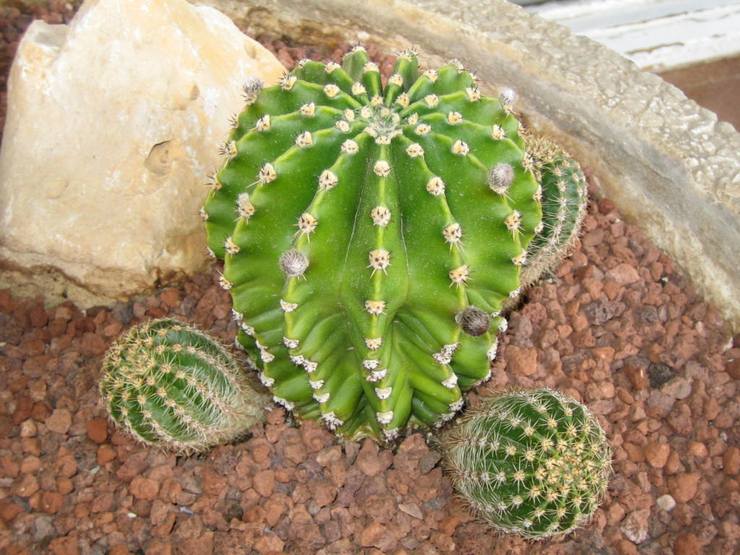 Jord til dyrkning af echinopsis