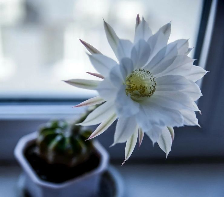 Echinopsis blomstrer