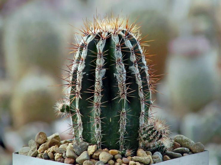 Echinopsis plante