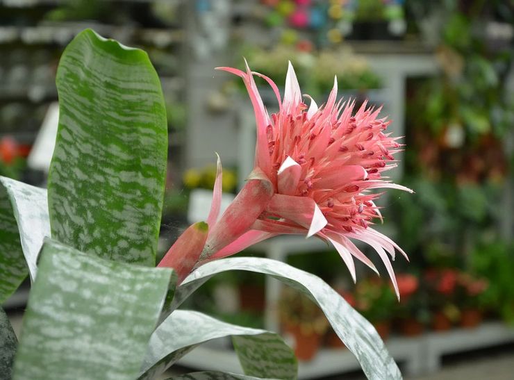 Ehmea blomstrer