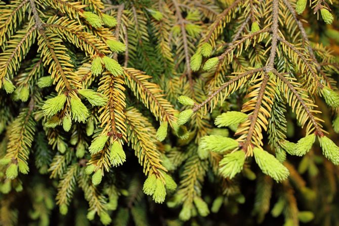 Kanadan Aurea. On pyramidin muotoinen, neulat ovat keltaisia ​​ja kirkkaita