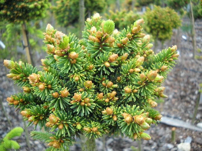 Yosawa spruce - هي نسخة طبق الأصل من شكل البالغين مع تاج عريض من اللون الزاهي المزرق