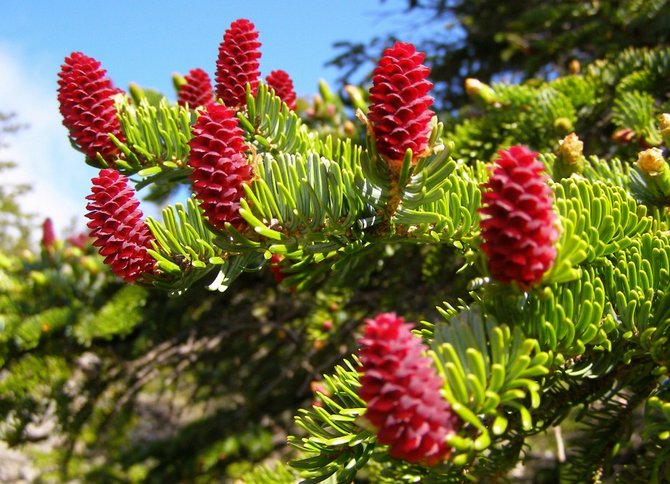 عيان شجرة التنوب. صور ووصف الأصناف. Picea jezoensis