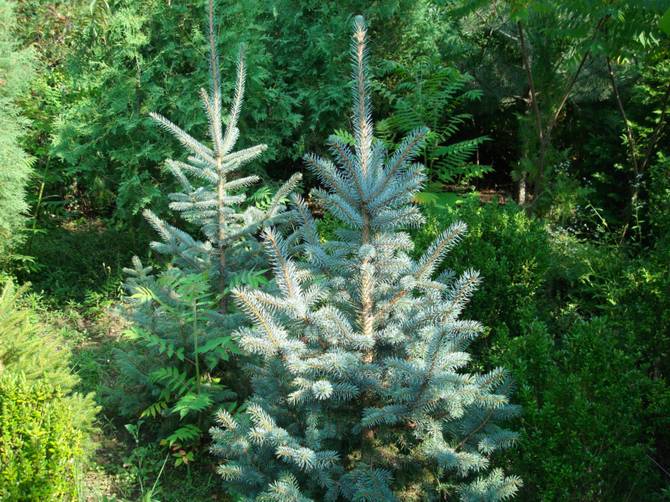 Sådan plantes og plejes en stikkende sølvgran korrekt