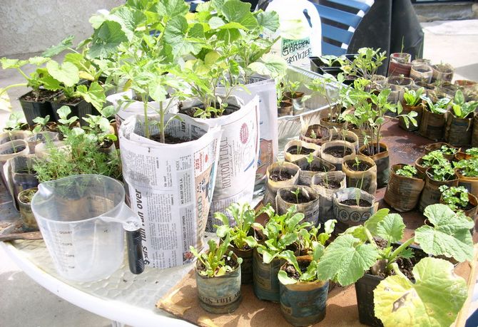 Pre každý druh sadenice môžete pomocou rôznych nádob a novín postaviť poháre rôznych veľkostí.