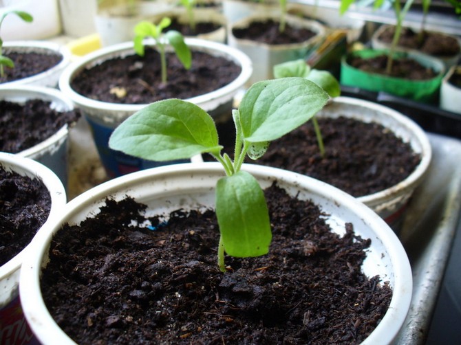 Mindre glas, der er gode til at plante frø, efterlades efter forskellige yoghurt