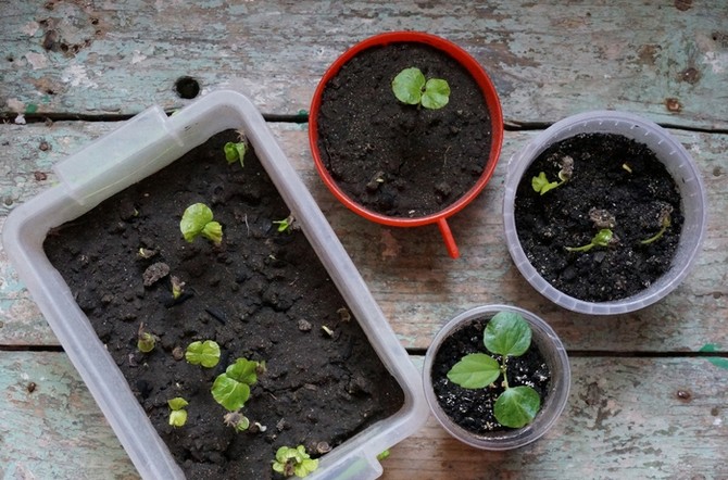 Frøplantebeholdere: fordele og ulemper