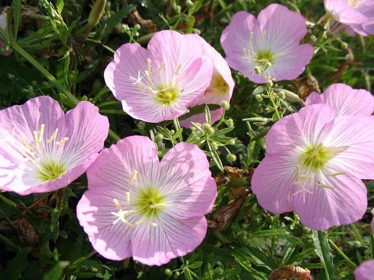 Aftenblomster egenskaber: skade og fordel