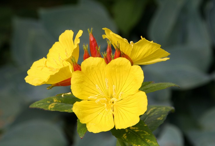 Aften primrose: plantning og pleje på det åbne felt, vokser fra frø